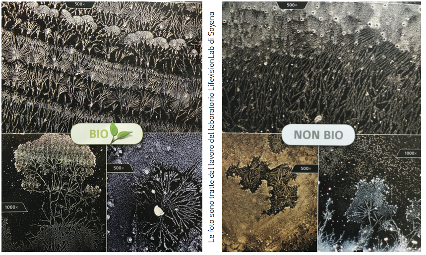Alimenti al microscopio